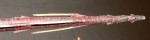 Large antique spiked spear. Click for more information...